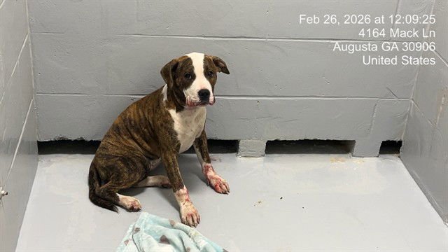 DANDY - Pit Bull Terrier available for adoption