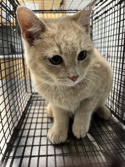 KNOX - Domestic Short Hair available for adoption