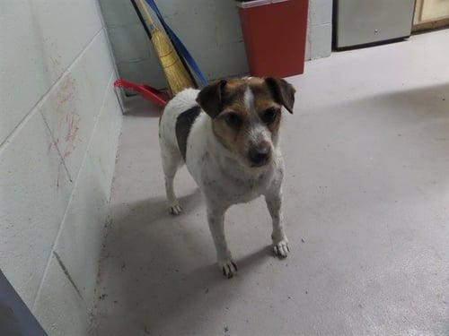 FRANCIS - Parson Russell Terrier for adoption in Augusta