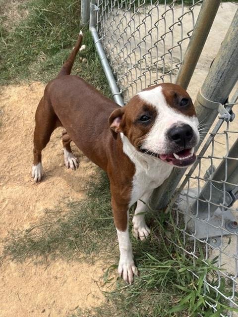RODGER - Pit Bull Terrier for adoption in Augusta