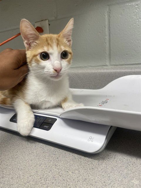 PEANUT - Domestic Short Hair available for adoption