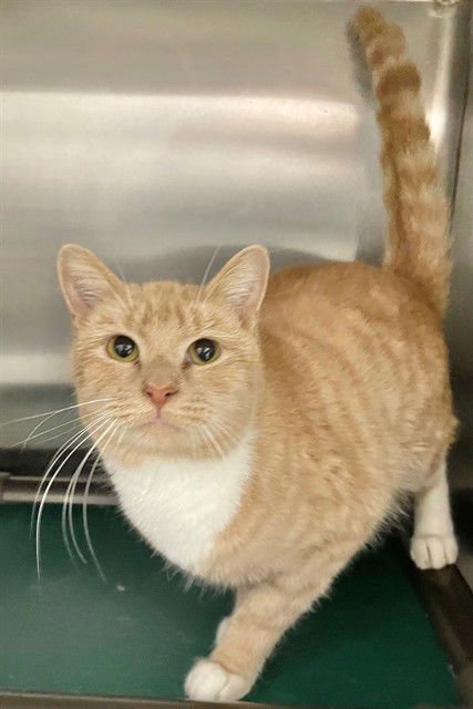 SLUSHI - Domestic Short Hair available for adoption