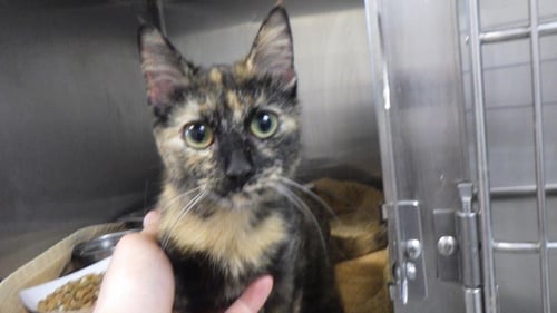 DAISY - Domestic Short Hair available for adoption