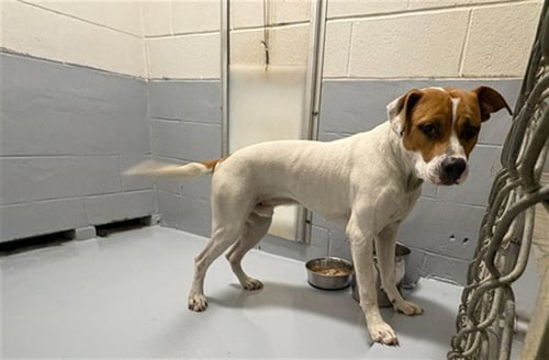 MAXIMILIAN - Pit Bull Terrier for adoption in Augusta