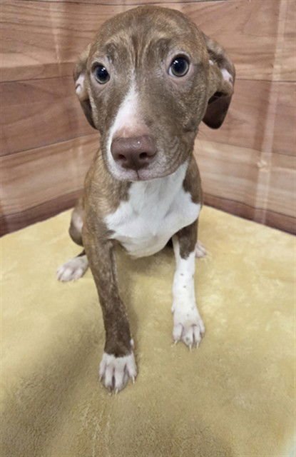 MEATBALL - Pit Bull Terrier available for adoption