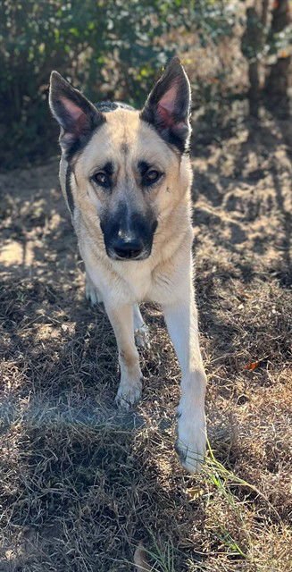 MARIGOLD - German Shepherd Dog available for adoption