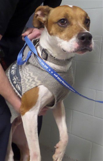 COZY - Pit Bull Terrier available for adoption