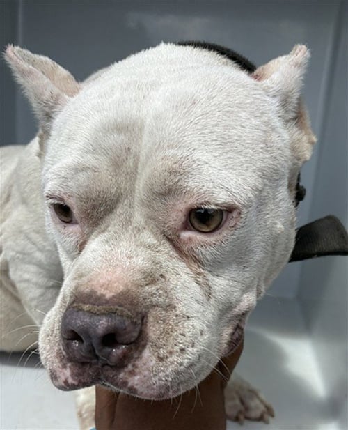 ZERO - Pit Bull Terrier for adoption in Augusta