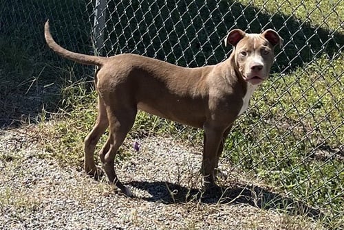 BECKETT - Pit Bull Terrier available for adoption