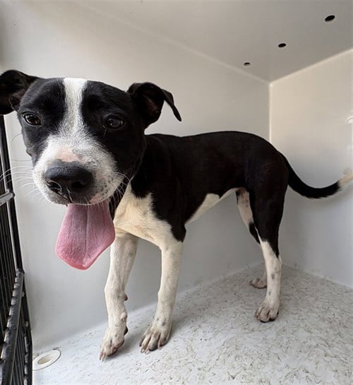 CASSIE - Pit Bull Terrier available for adoption