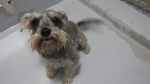 PRINCE - Miniature Schnauzer available for adoption
