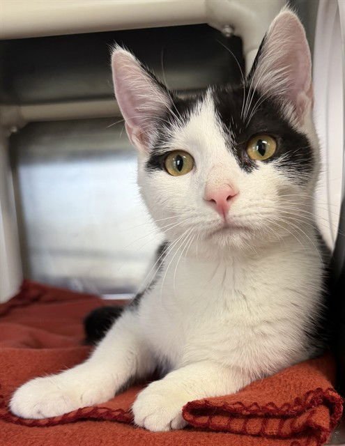 FINNAGAN - Domestic Short Hair available for adoption