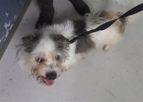 BUDDY - Wirehaired Fox Terrier / Shih Tzu for adoption in Augusta