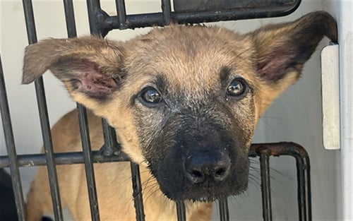 CHAN - German Shepherd Dog available for adoption