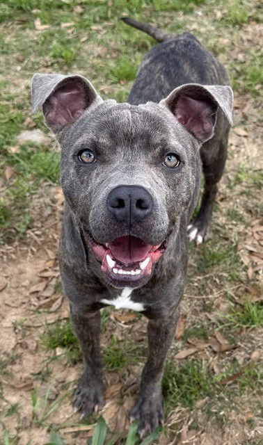FIONN - Pit Bull Terrier available for adoption