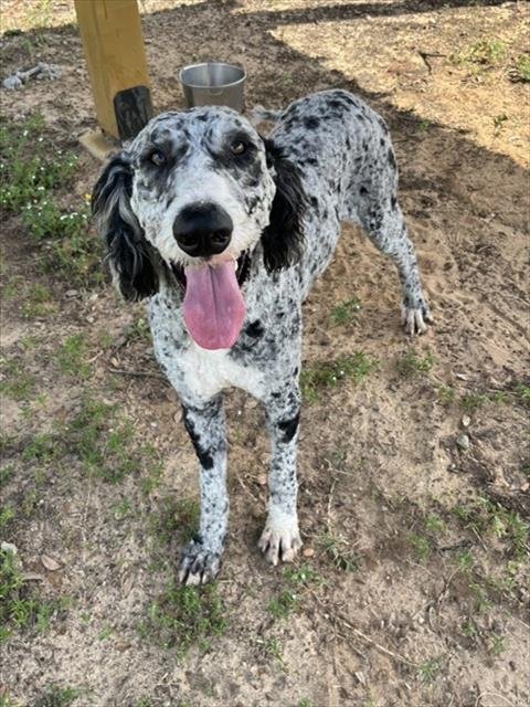 MARBLE - Poodle (Standard) for adoption in Augusta