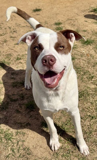 RORY - Pit Bull Terrier for adoption in Augusta