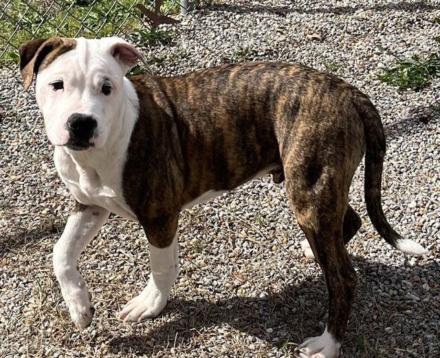 DUDLEY - Pit Bull Terrier available for adoption