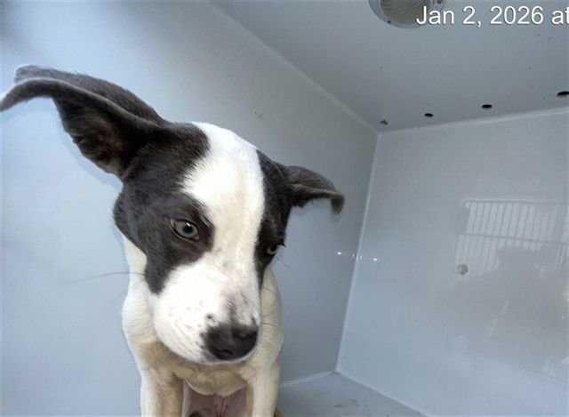 ZINA - Pit Bull Terrier available for adoption