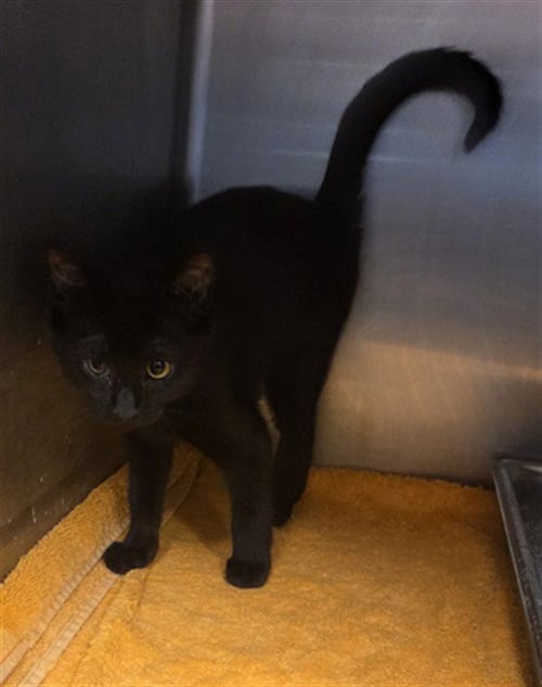 BAILEY - Domestic Short Hair for adoption in Augusta