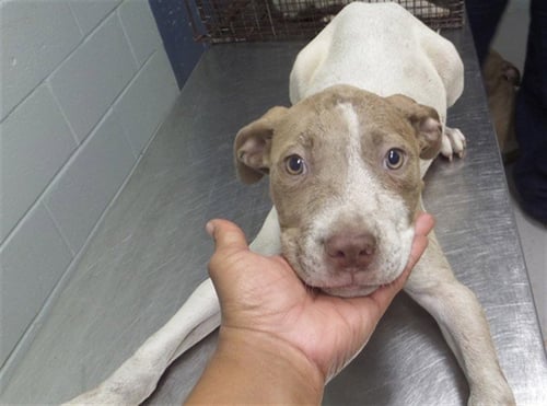 KIFF - Pit Bull Terrier available for adoption