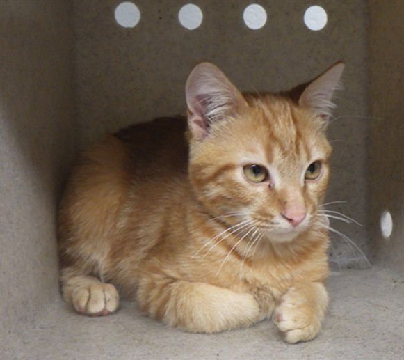 LUCKY - Domestic Short Hair available for adoption