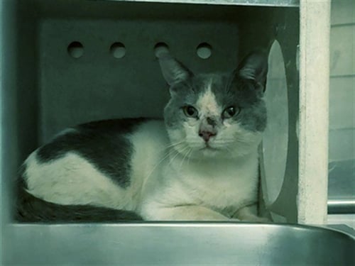 LEO - Domestic Short Hair available for adoption