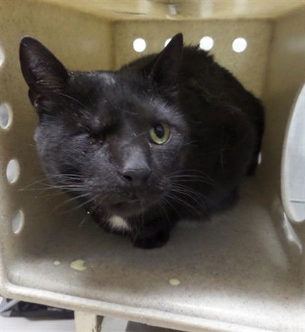 UNO - Domestic Short Hair available for adoption