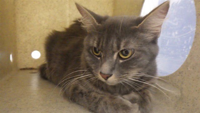 GRACIE - Domestic Medium Hair available for adoption