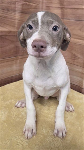 BACON - Pit Bull Terrier available for adoption