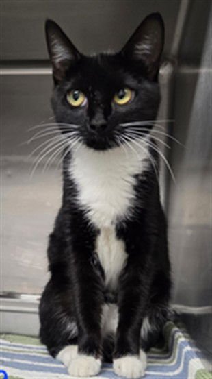 MIRA - Domestic Short Hair available for adoption