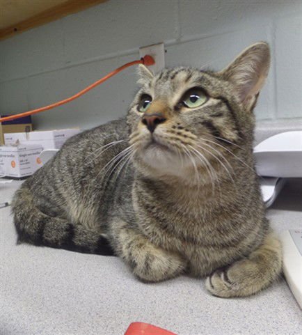 PEANUT - Domestic Short Hair available for adoption