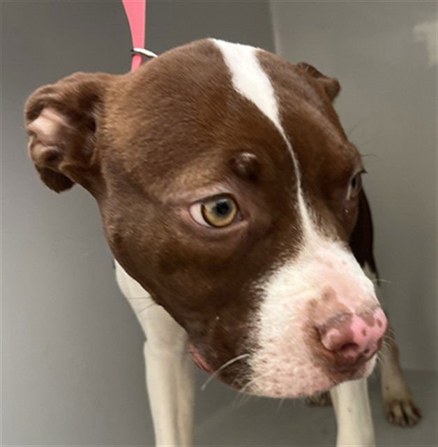 ESTRELLA - Pit Bull Terrier / Boxer available for adoption