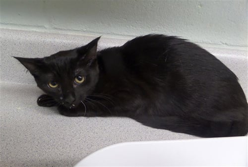 CELINE - Domestic Short Hair available for adoption