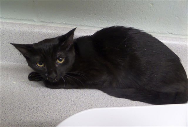 CELINE - Domestic Short Hair available for adoption