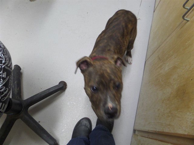 LUCA - Pit Bull Terrier available for adoption