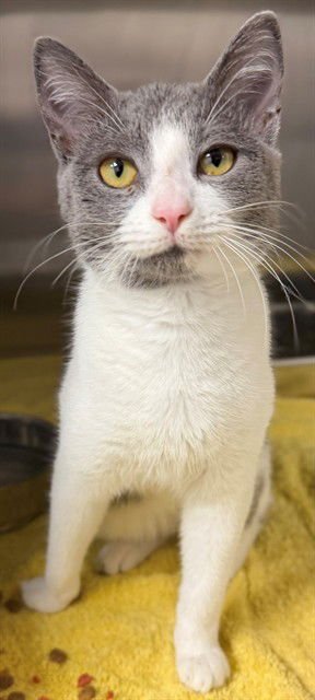 VALERIE - Domestic Short Hair available for adoption