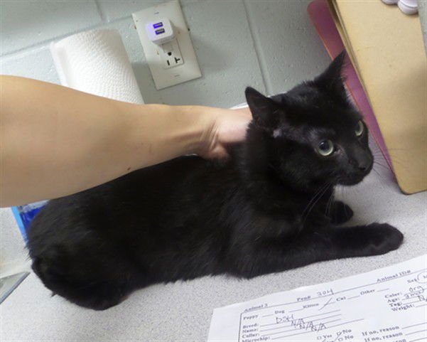 LUCAS - Domestic Short Hair available for adoption