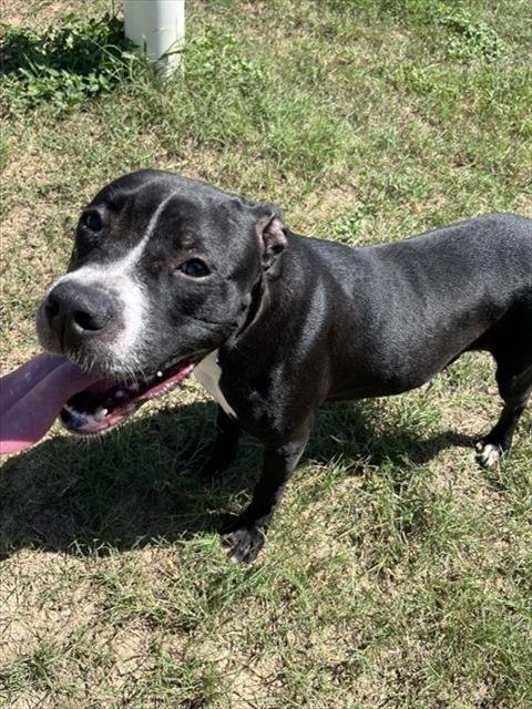 DOMINIQUE - Pit Bull Terrier for adoption in Augusta