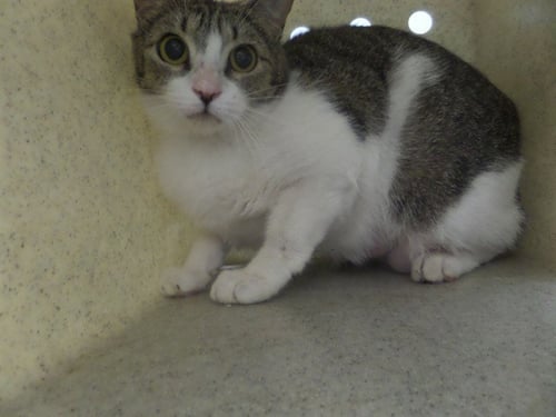 MOLLY - Domestic Short Hair available for adoption