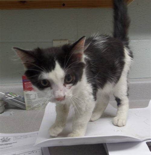 SUBARU - Domestic Long Hair available for adoption