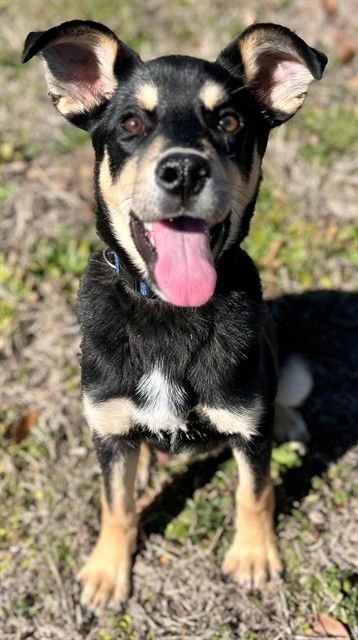 COSMO - German Shepherd Dog available for adoption