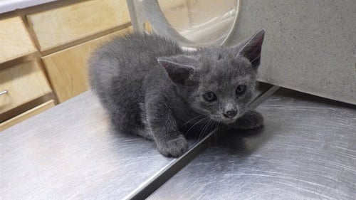 SCOUT - Domestic Short Hair available for adoption