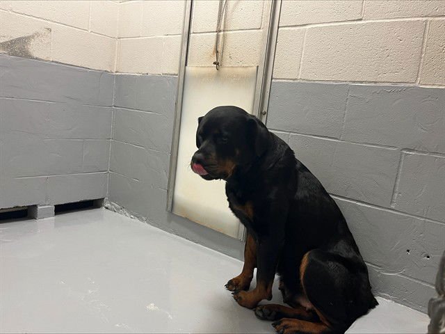 NAOMI - Rottweiler available for adoption