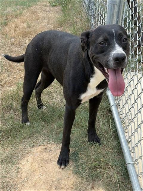DESTINY - Pit Bull Terrier for adoption in Augusta