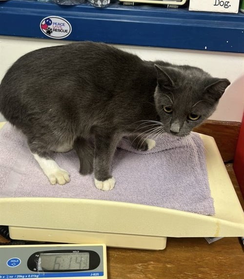 MOE - Domestic Short Hair available for adoption