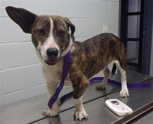 JIFFY - Basset Hound for adoption in Augusta
