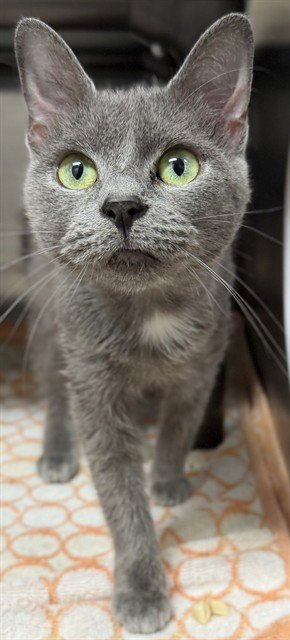 SHILLING - Domestic Short Hair available for adoption