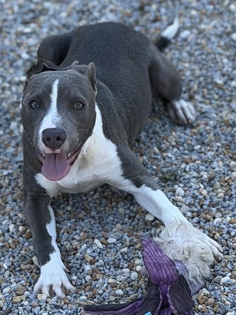 BARBIE - Pit Bull Terrier available for adoption
