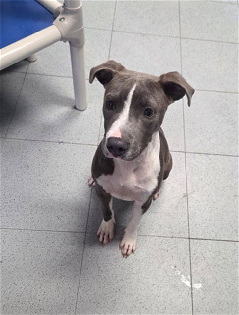 BARBIE - Pit Bull Terrier available for adoption